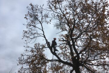 Arboristika, orez stromov pomocou stromolezeckej techniky